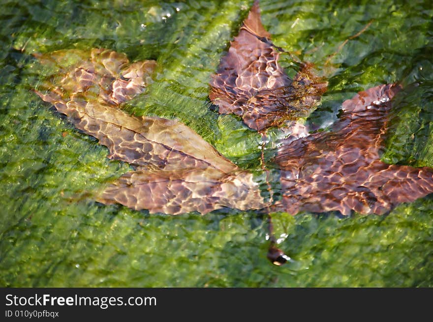 Leaf In Stream