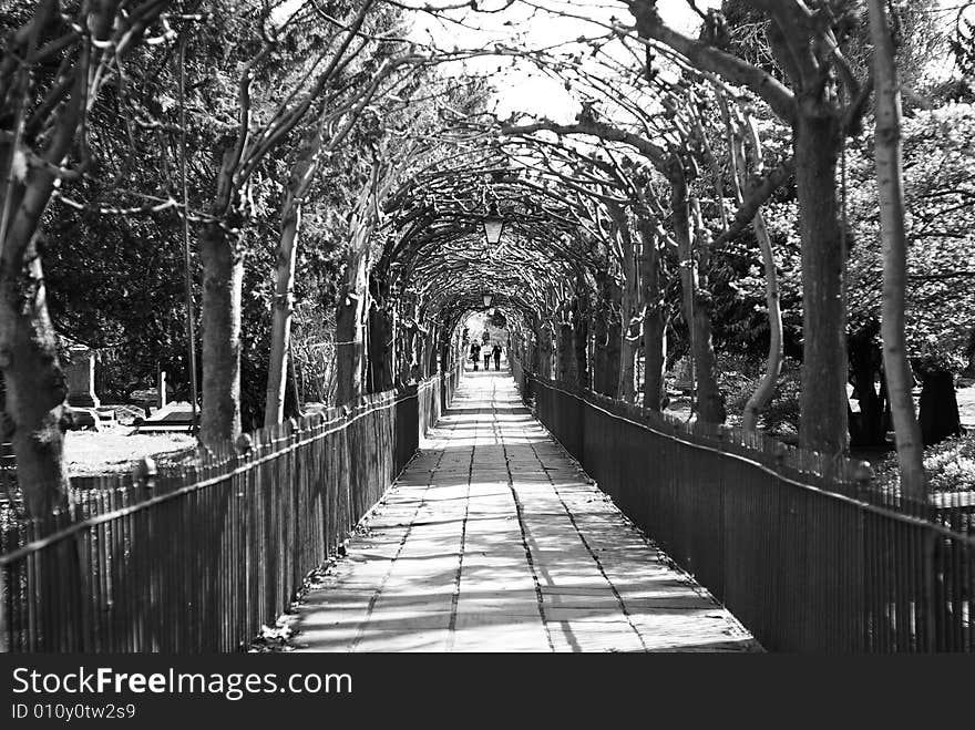 Walkway through clifton village churchyard in bristol UK with trained arbor of arching trees. Walkway through clifton village churchyard in bristol UK with trained arbor of arching trees