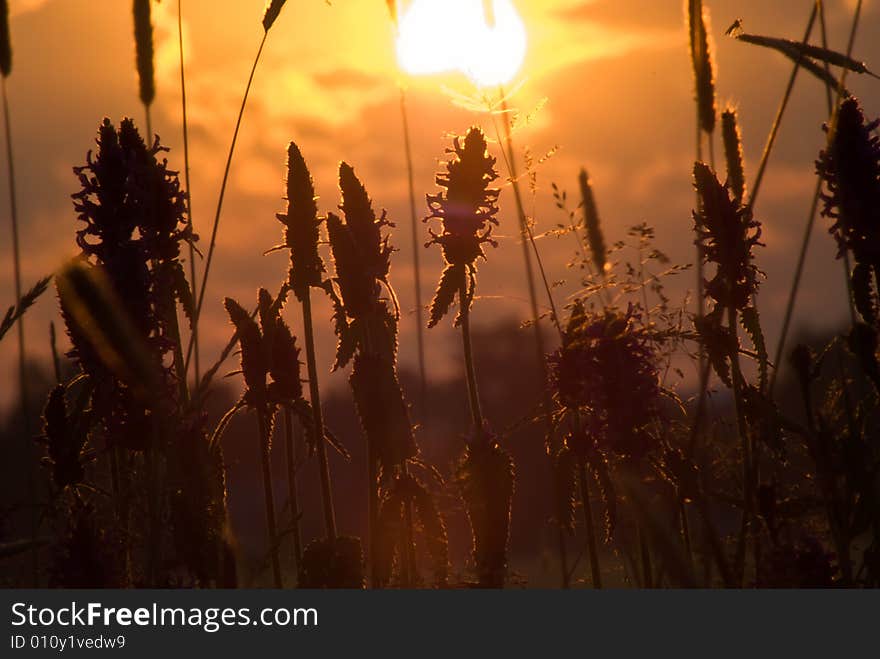 Simple, soft photo. Classic theme - sunset on a field, Its high-quality, and very useful photo. Simple, soft photo. Classic theme - sunset on a field, Its high-quality, and very useful photo.