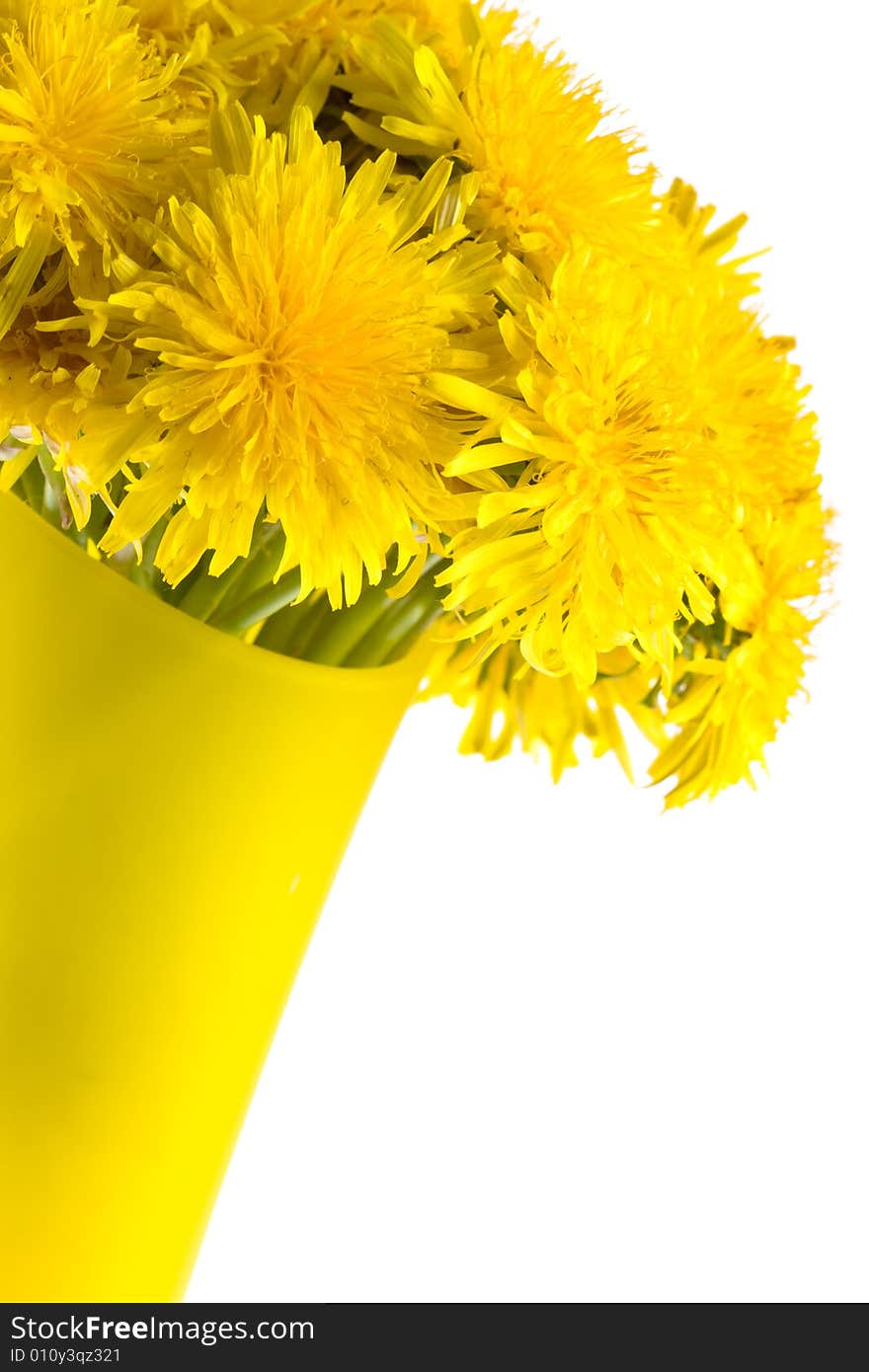 Closeup dandelions in the glass vase with white background, copy space for the text