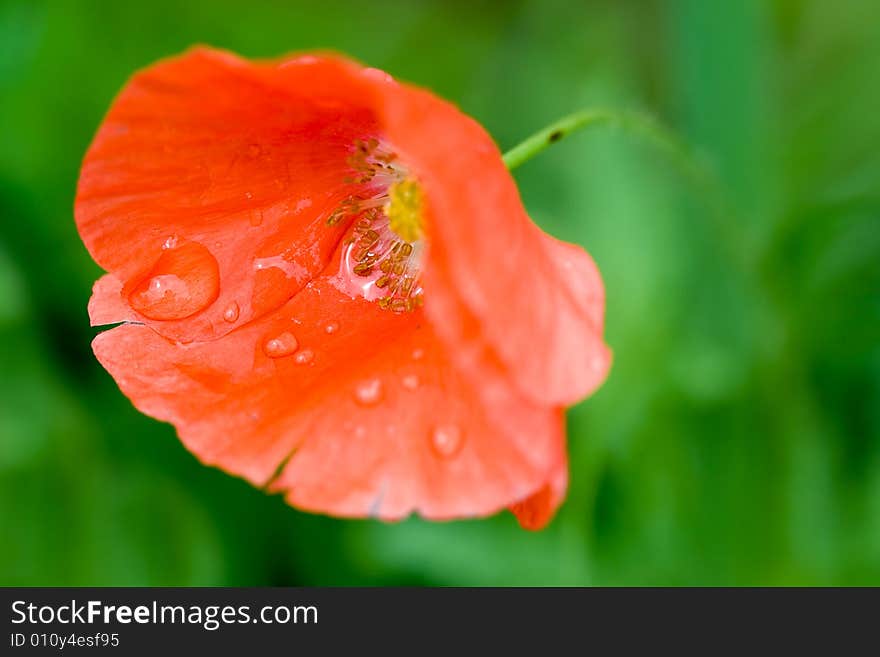 Macro of red poppy with rain drops