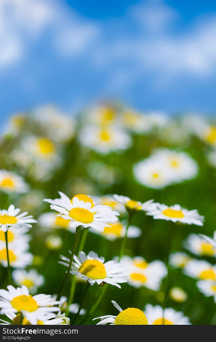 Meadow with white daisies