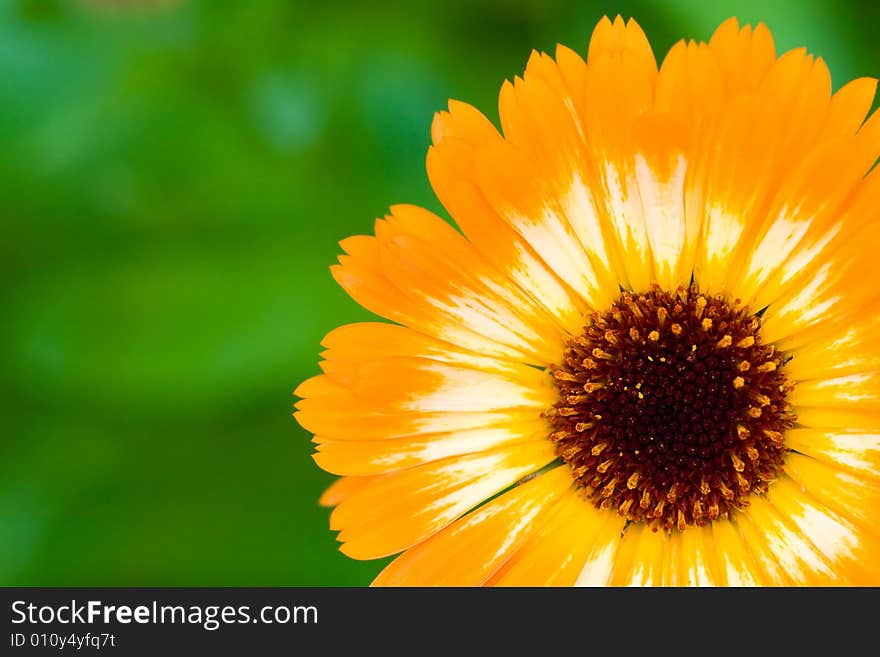 Orange unusual marigold flower