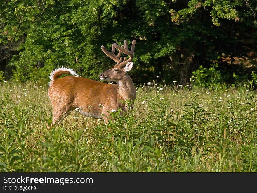 A shot af a large buck looking over his back. A shot af a large buck looking over his back.