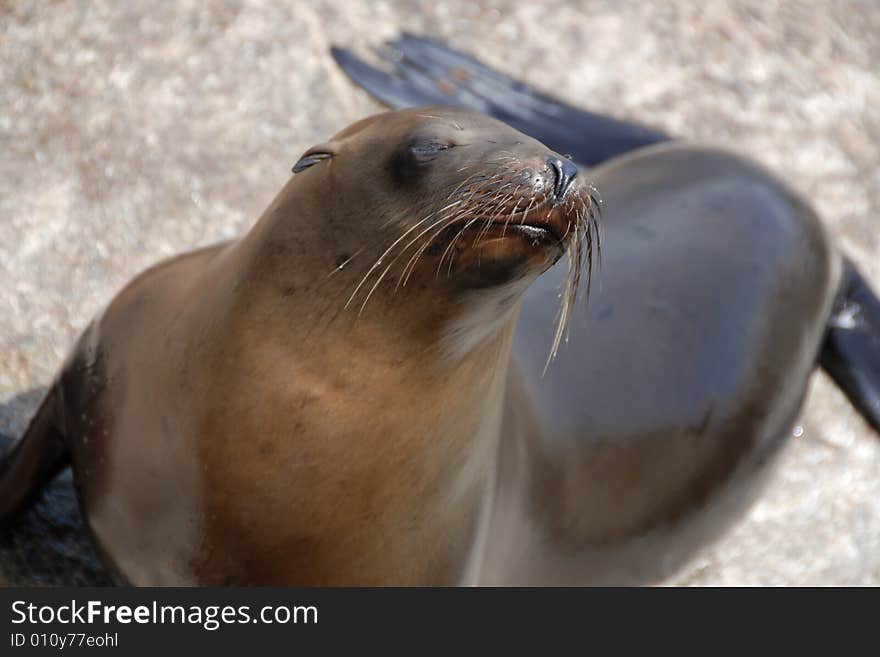 California sea lion off of a pier in monterey california