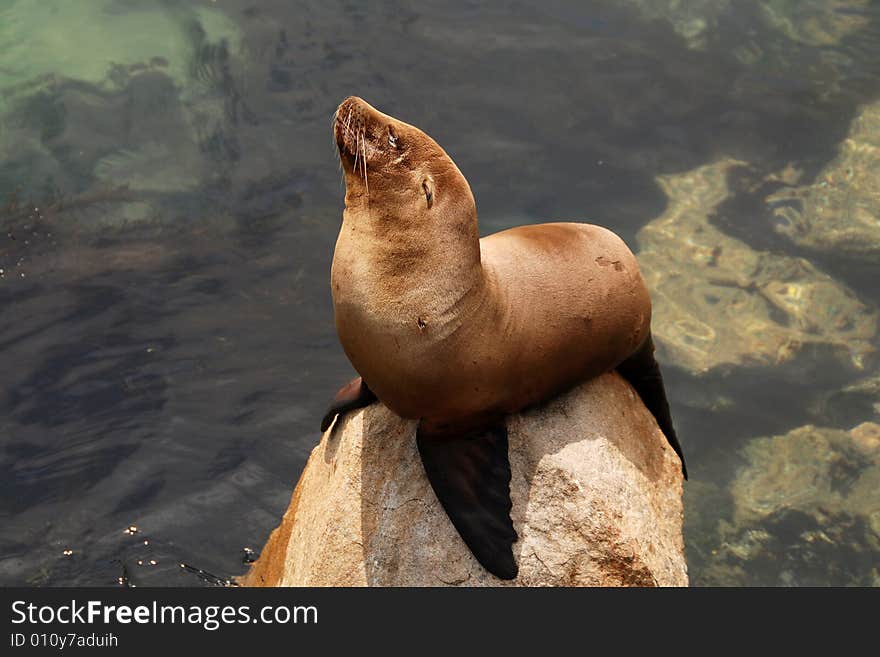 California sea lion off of a pier in monterey california