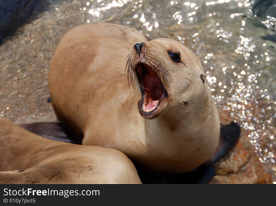 California sea lion on the pier in monterey, ca