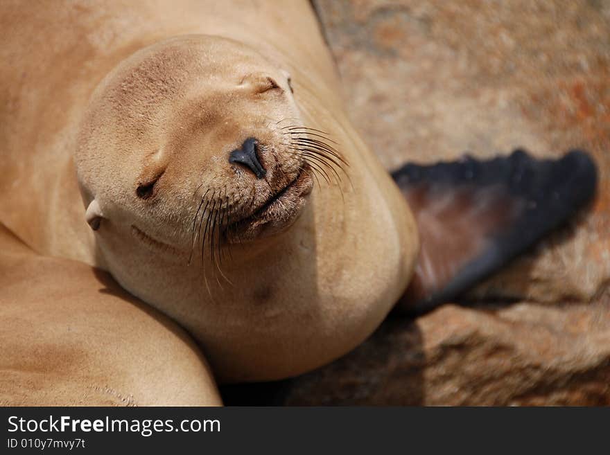 Smiling california sea lion on the pier in monterey, ca