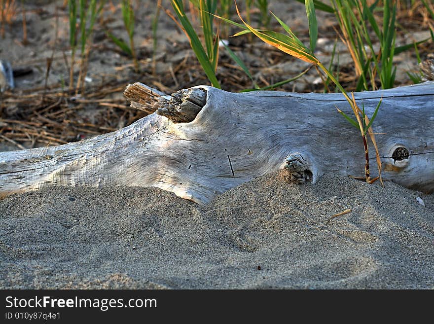 Vivid picture of driftwood at the beach. Vivid picture of driftwood at the beach.