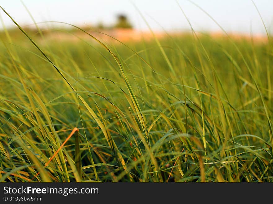 Long blades of sea grass at the beach