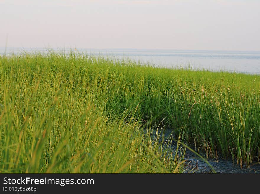 Vivid green sea grass at the shoreline