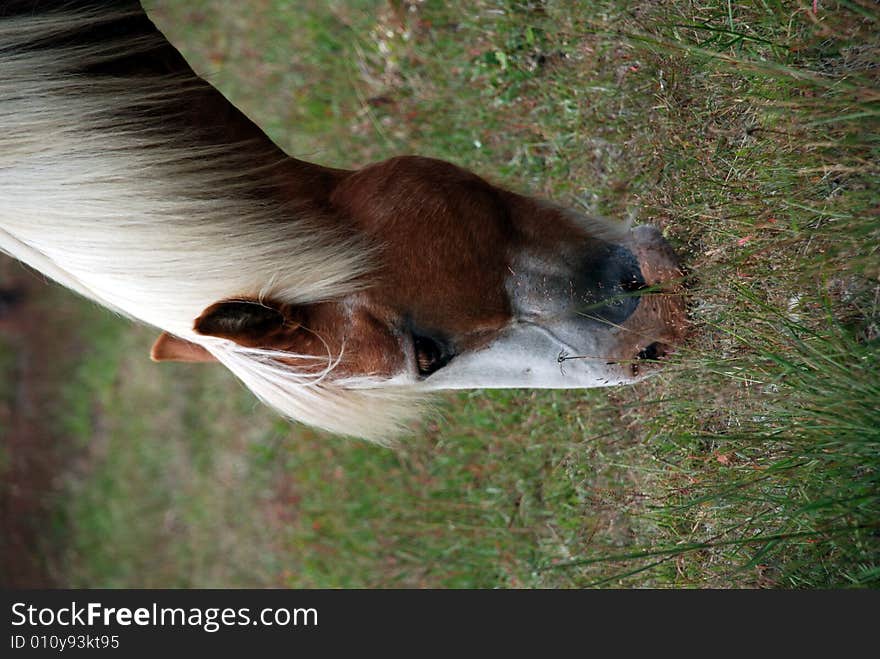 A horse eating in a field in summer.