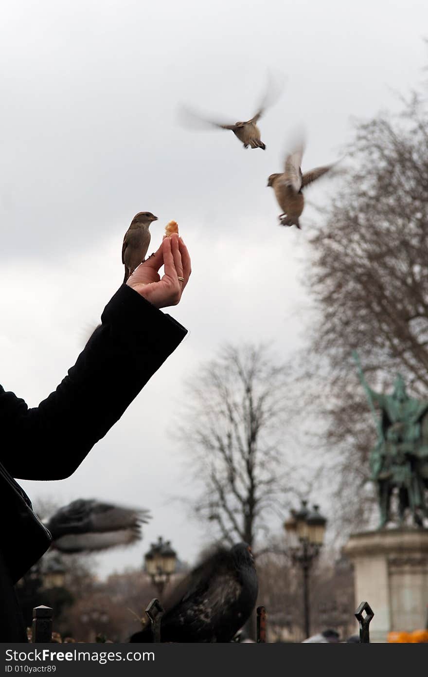 France, Paris: Feeding the sparrows