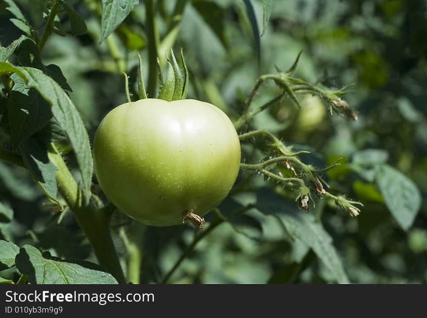 Green Tomato