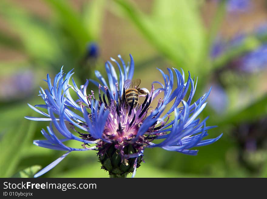 Bee on a flower Cornflowers