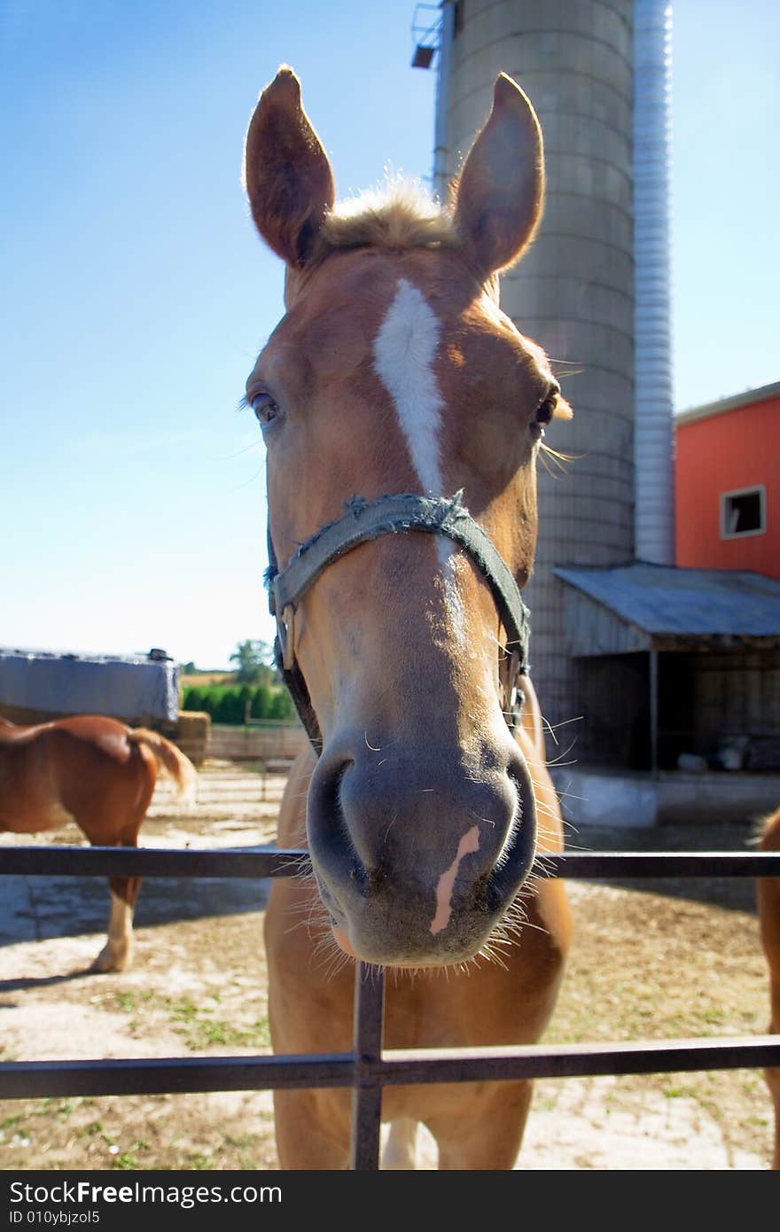 Adolescent Horse