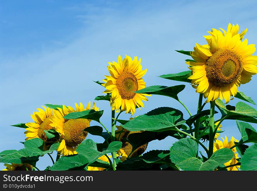 Sunflower on blue sky background. Sunflower on blue sky background