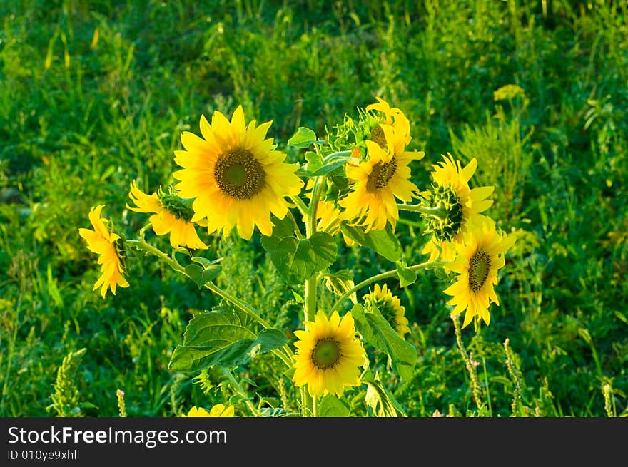 Shot of multi sunflower landscape