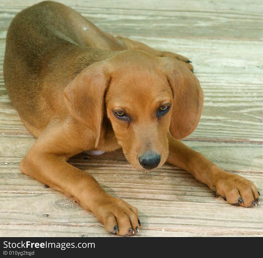 Portrait of brown baby dog sitting in the garden. Portrait of brown baby dog sitting in the garden