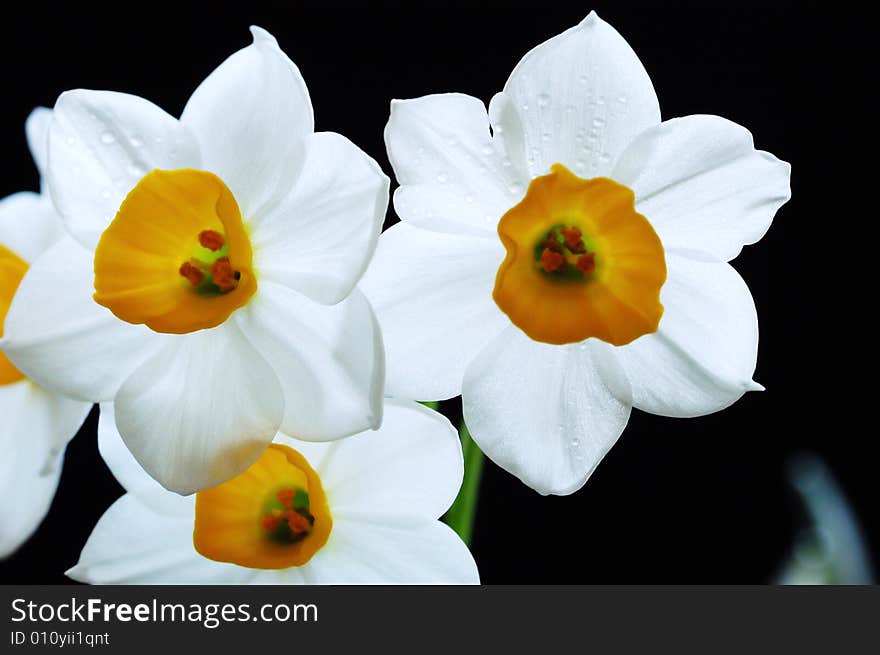 Closeup shoot to narcissus on black background