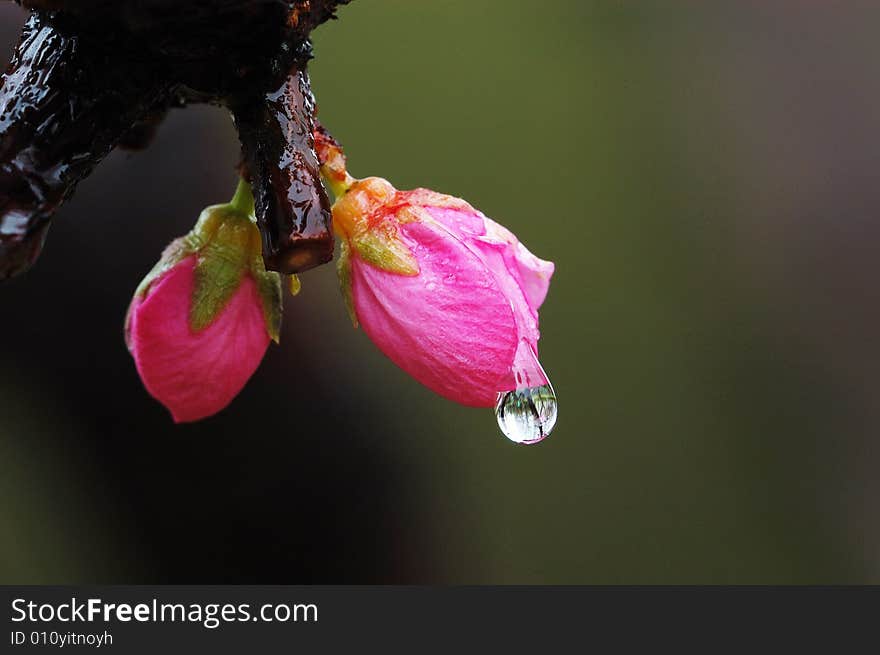 Plum bud with bead