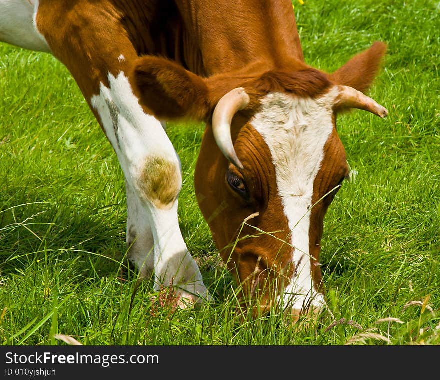 Portrait of a cow eating grass. Portrait of a cow eating grass.