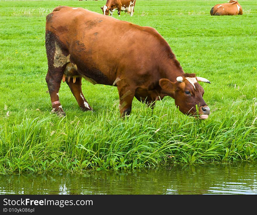 Cows walking on a Field. Cows walking on a Field