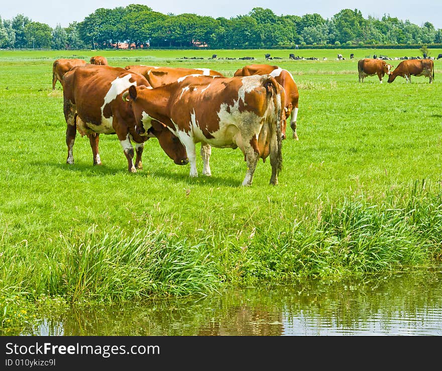 Cows playing on a Field. Cows playing on a Field