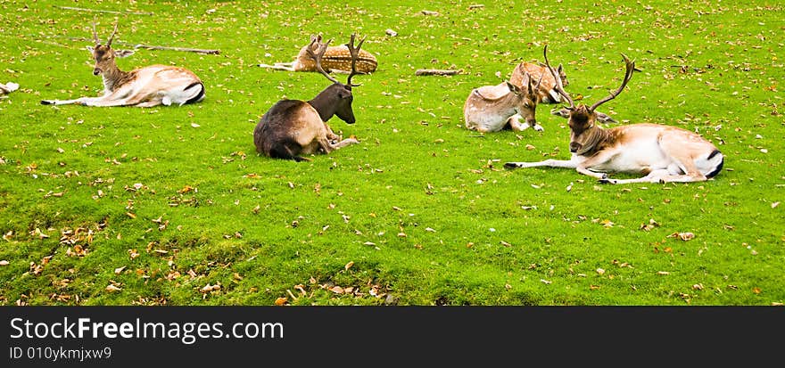 Group Of Deers