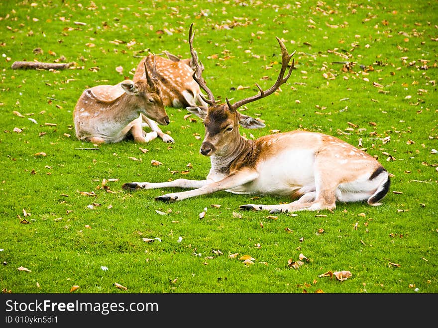 Group of Deers