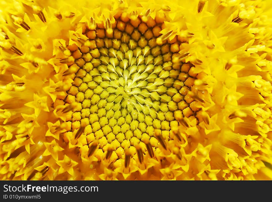 Macro of sunflower