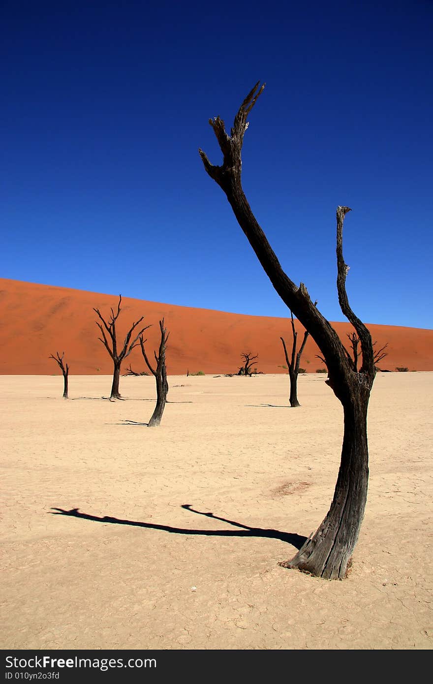 Dead acacia trees at Dead Vlei, Namib desert, Sossusvlei, Namibia. Dead acacia trees at Dead Vlei, Namib desert, Sossusvlei, Namibia