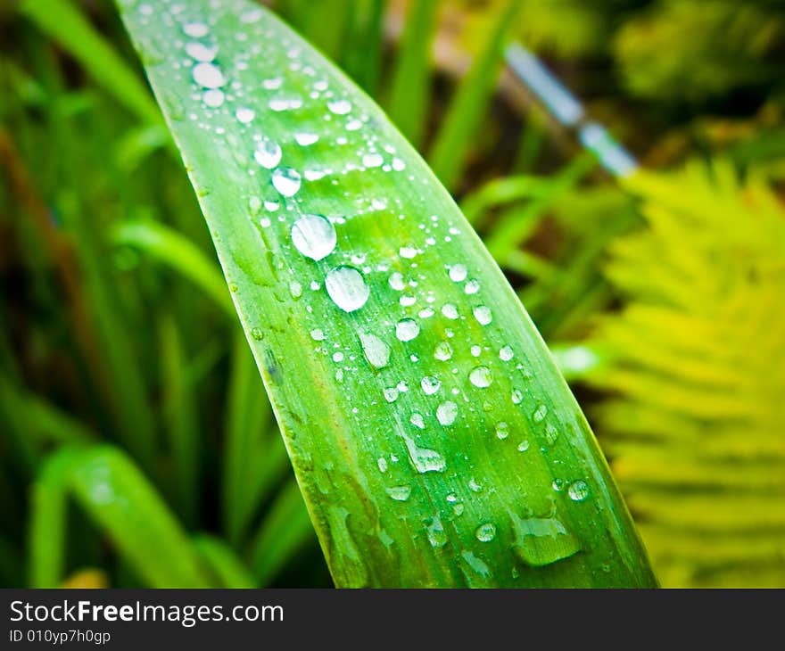 Grass after rain