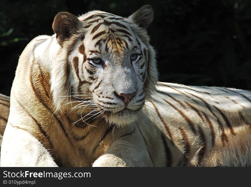 Nice picture of a white tiger