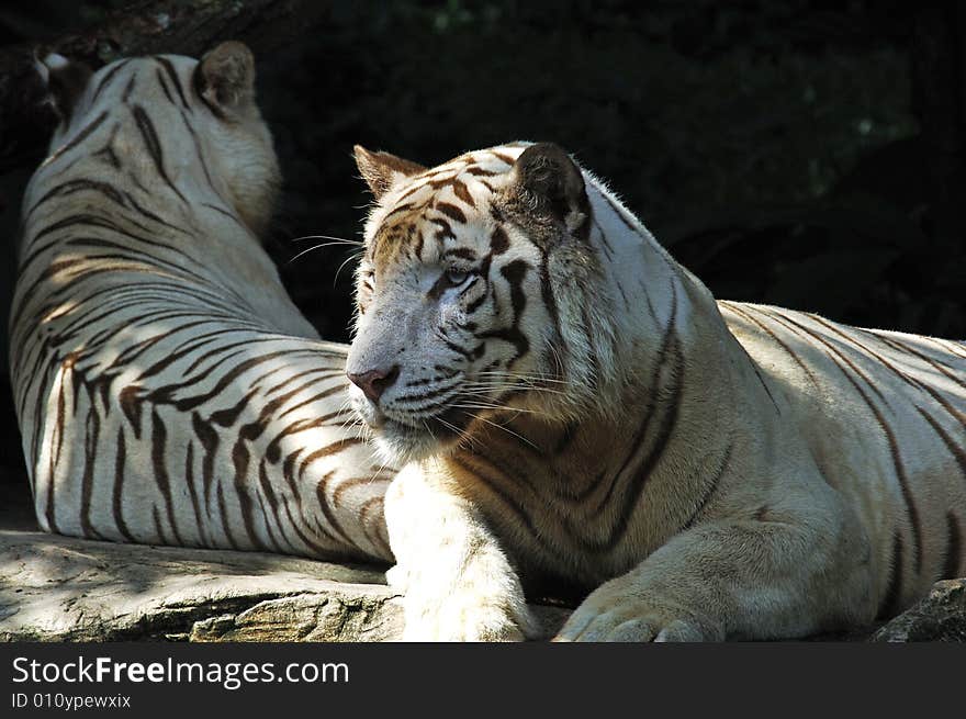 Nice view of a White tiger family