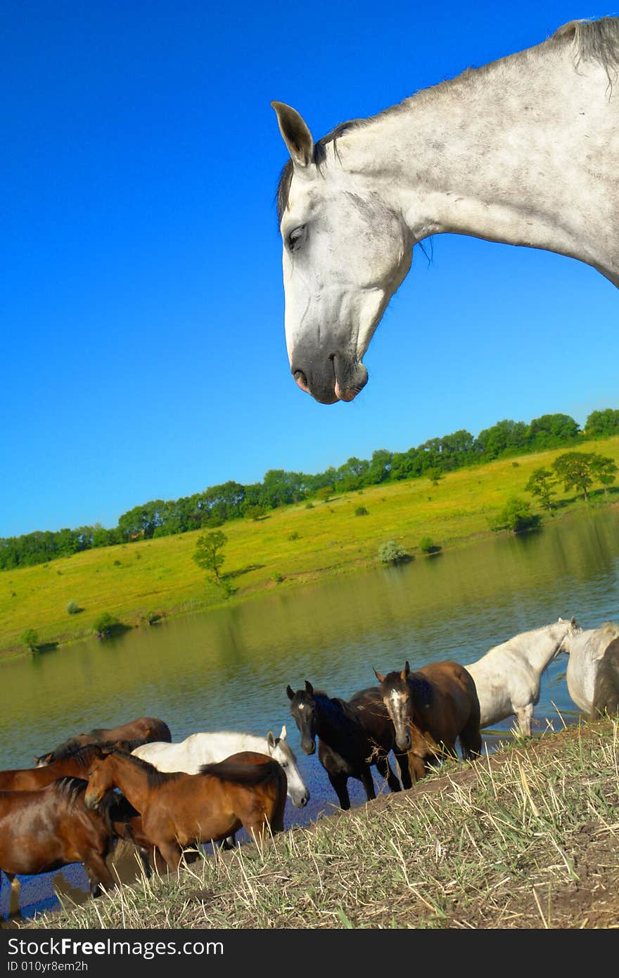 Horses on a pasture in  summer