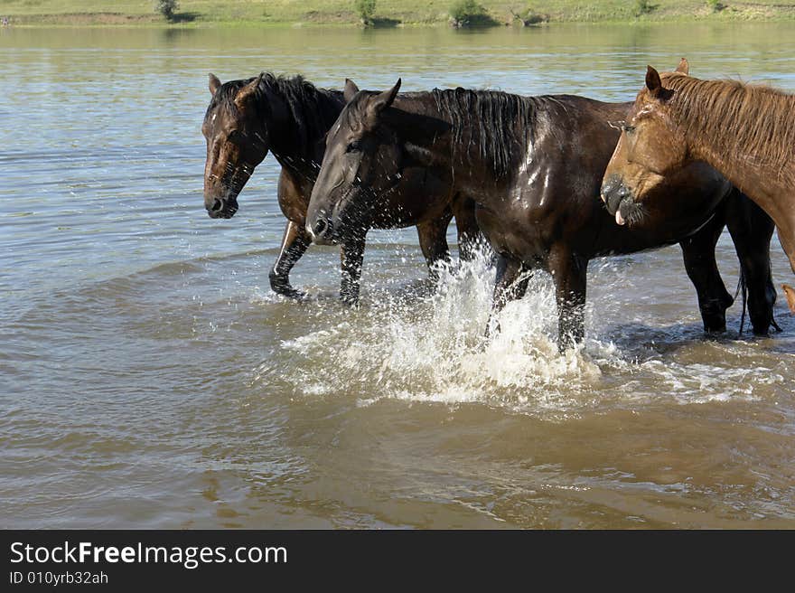 Horses on a pasture in  summer