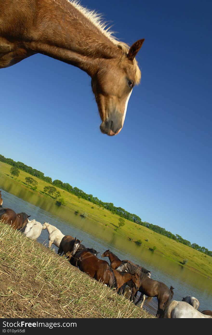 Horses on a pasture in  summer