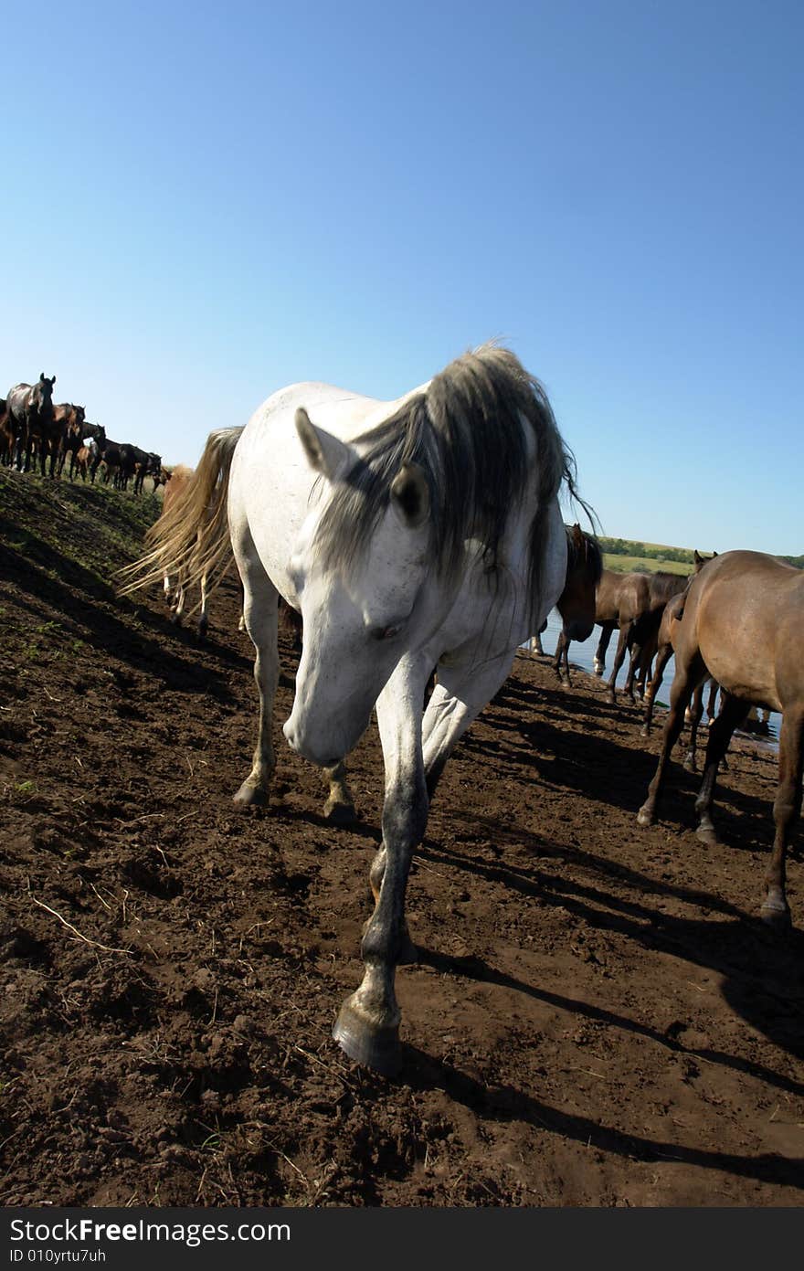 Horses on a pasture in summer