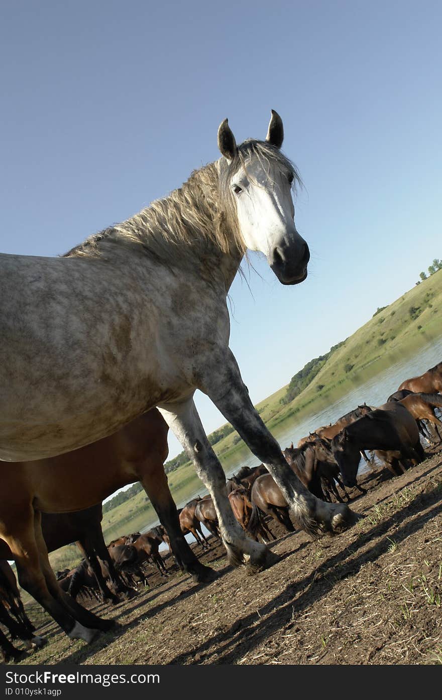 Horses on a pasture in  summer