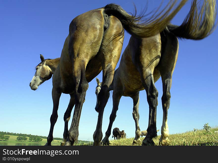 Horses on a pasture in summer