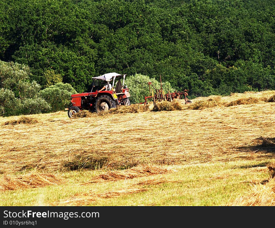 Summer harvest