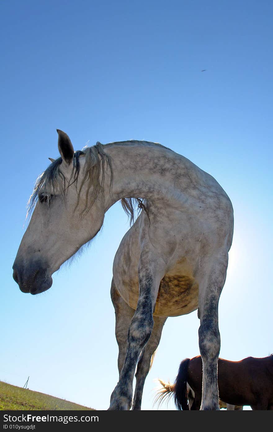 Horses on a pasture in  summer