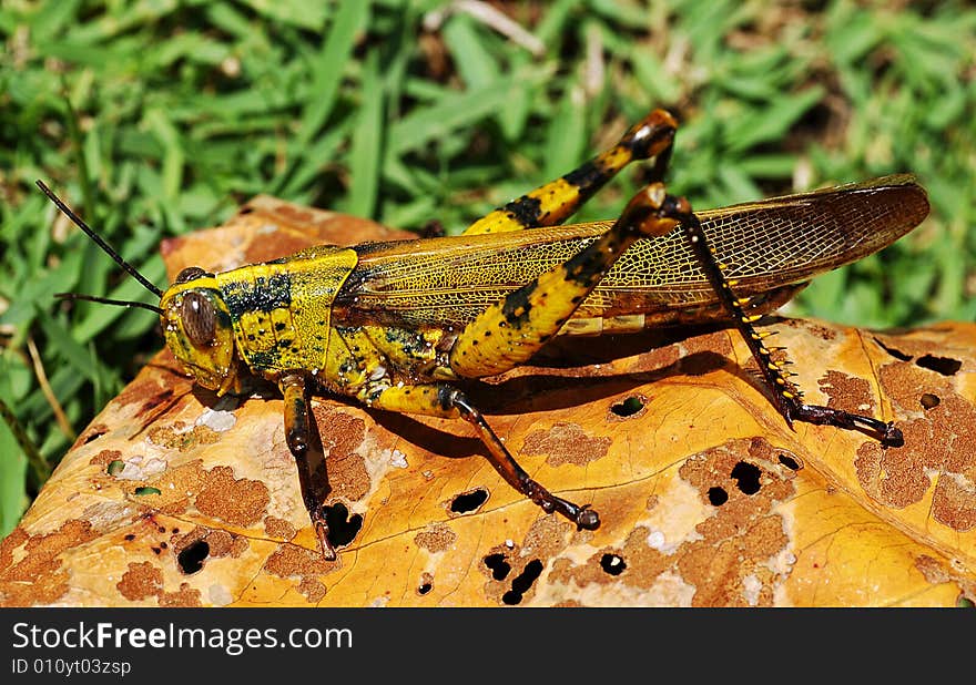 Colorful grasshopper are herbivorous insect belong to the family of caelifera; the species that change color are caled locustus.