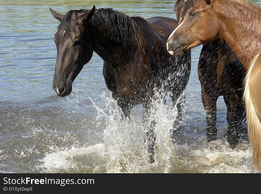 Horses on a pasture in summer