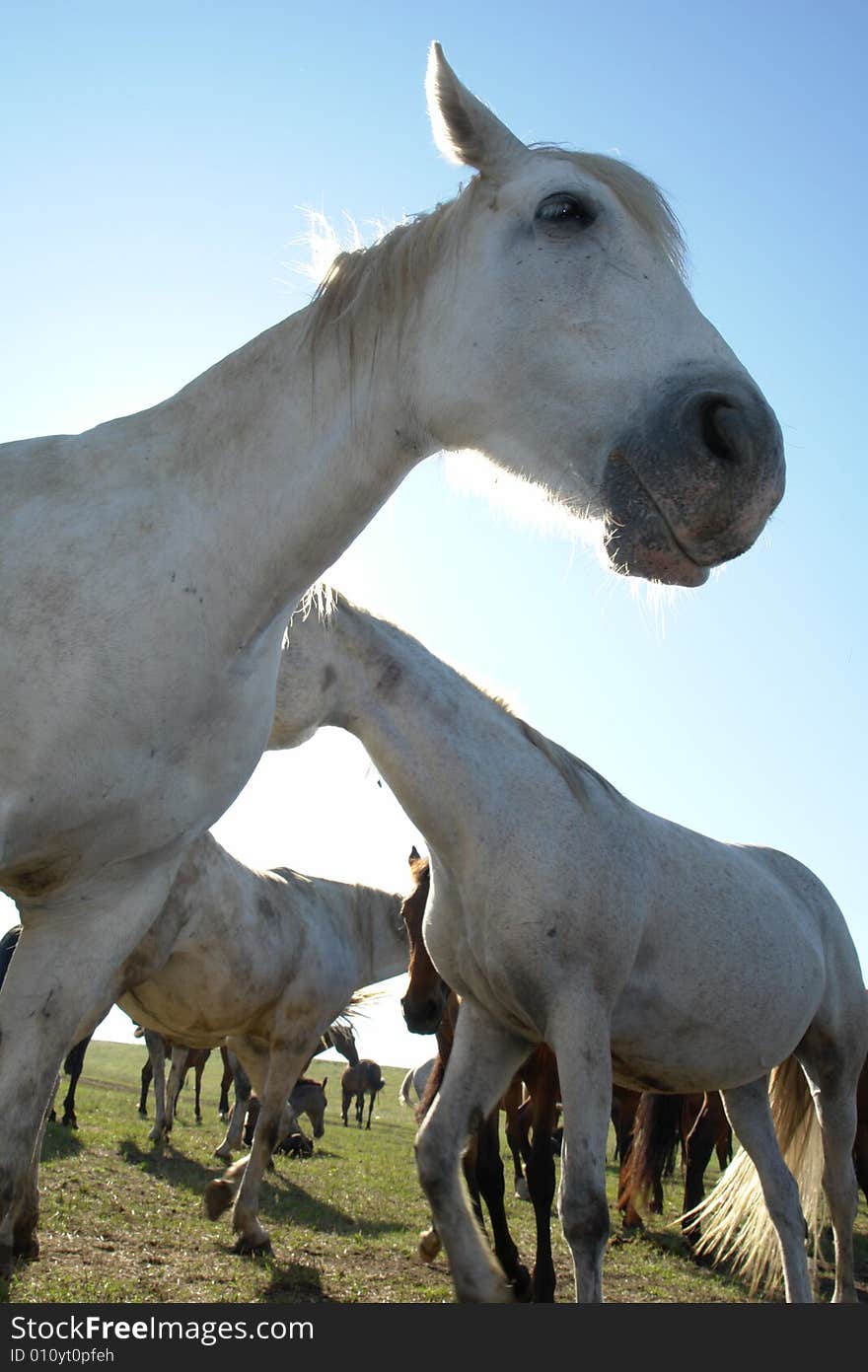 Horses on a pasture in  summer