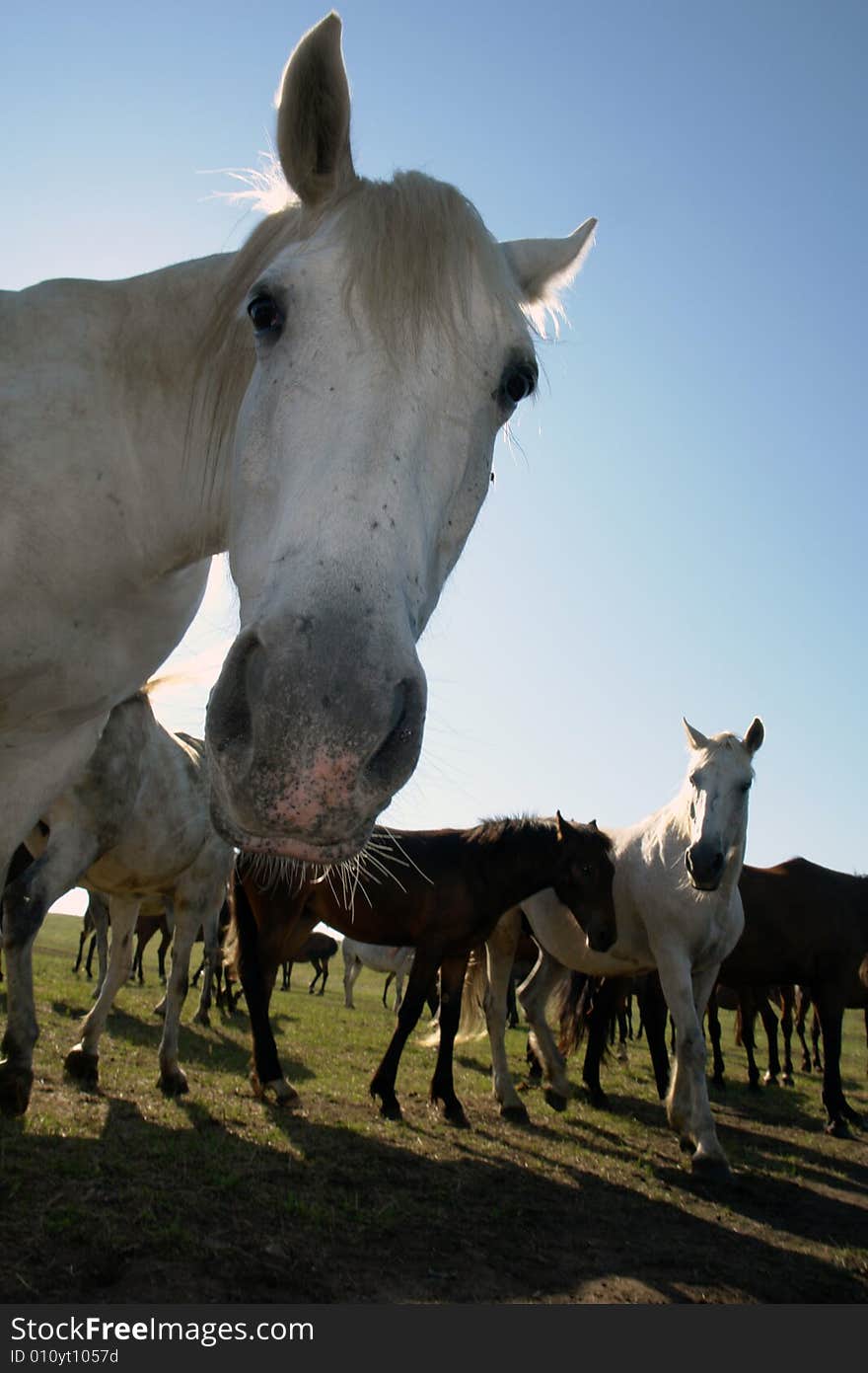 Horses on a pasture in  summer