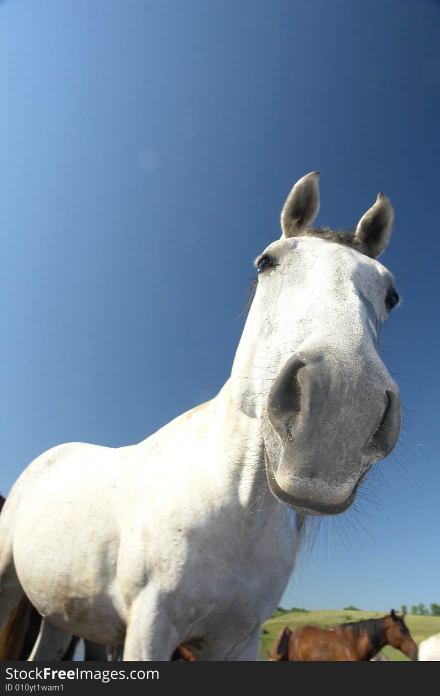 Horses on a pasture in  summer