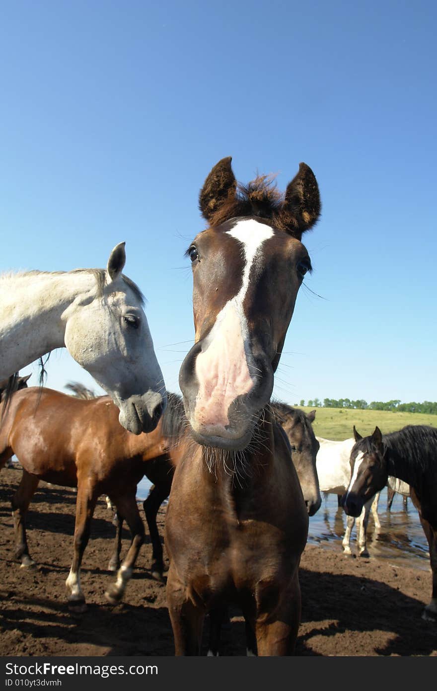 Horses on a pasture in  summer