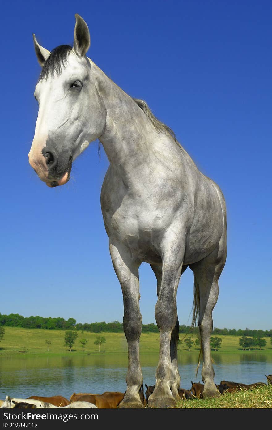 Horses on a pasture in  summer